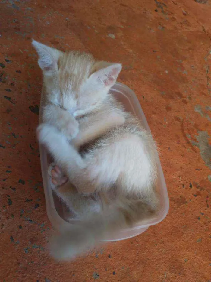 Gato ra a Não definida idade 2 a 6 meses nome Bilu, Chuuya, Alvo