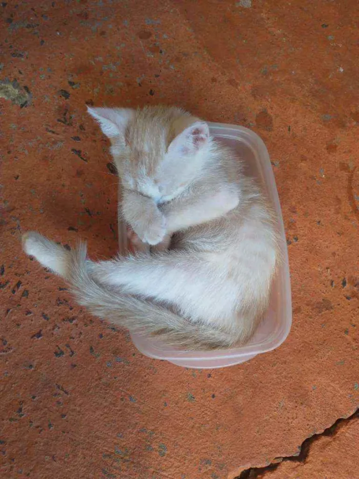 Gato ra a Não definida idade 2 a 6 meses nome Bilu, Chuuya, Alvo