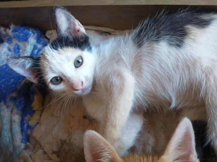 Gato ra a Não definida idade 2 a 6 meses nome Bilu, Chuuya, Alvo