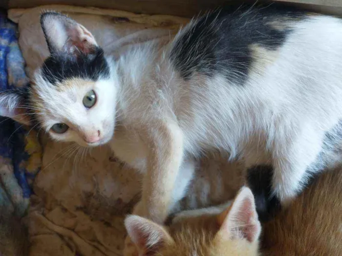 Gato ra a Não definida idade 2 a 6 meses nome Bilu, Chuuya, Alvo