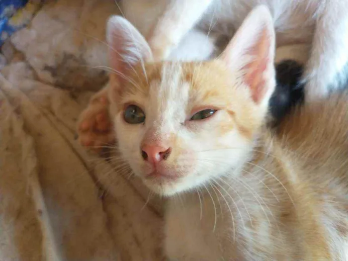 Gato ra a Não definida idade 2 a 6 meses nome Bilu, Chuuya, Alvo