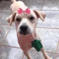 Vitória 
