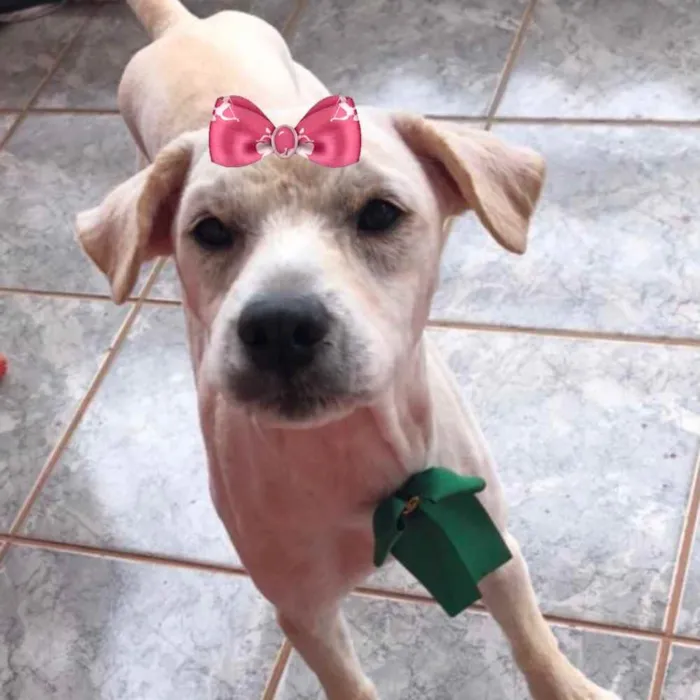 Cachorro ra a Mestiça  idade 2 a 6 meses nome Vitória 