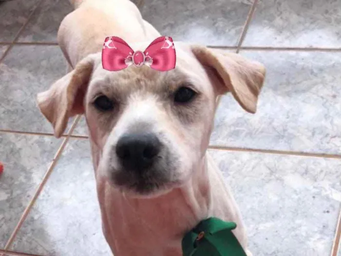 Cachorro ra a Mestiça  idade 2 a 6 meses nome Vitória 