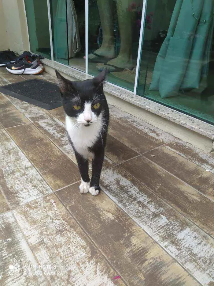 Gato ra a  idade 2 a 6 meses nome Rubi