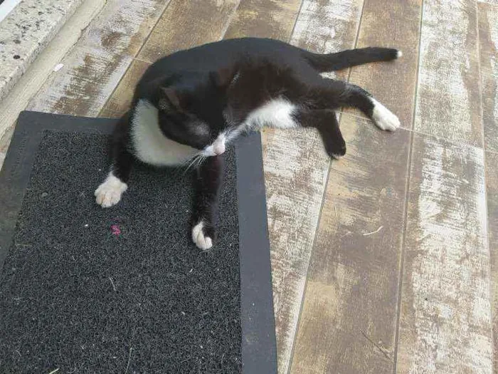 Gato ra a  idade 2 a 6 meses nome Rubi