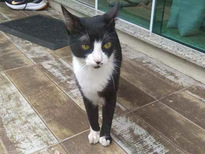 Gato ra a  idade 2 a 6 meses nome Rubi