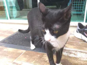 Gato raça  idade 2 a 6 meses nome Rubi