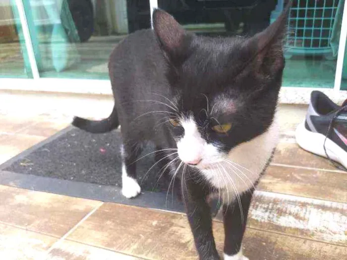 Gato ra a  idade 2 a 6 meses nome Rubi