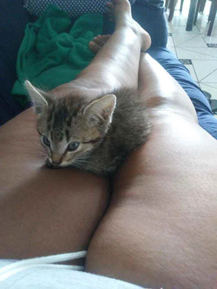 Gato ra a Indefinida idade Abaixo de 2 meses nome Nino