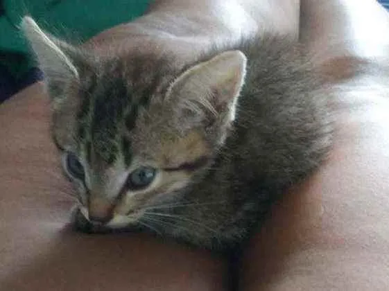 Gato ra a Indefinida idade Abaixo de 2 meses nome Nino