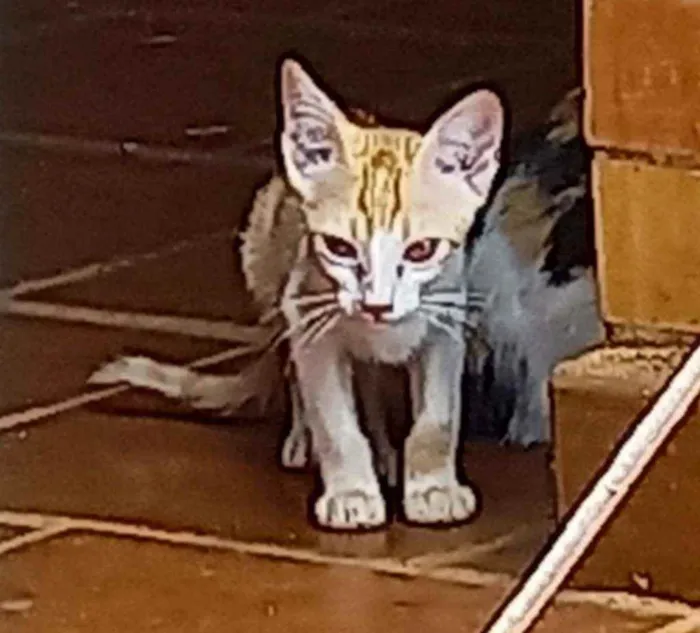 Gato ra a Indefinida idade 2 a 6 meses nome Sem nome