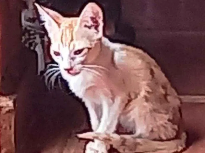 Gato ra a Indefinida idade 2 a 6 meses nome Sem nome