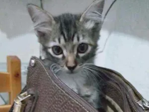 Gato raça Sem raça  idade Abaixo de 2 meses nome Mila