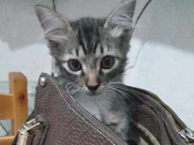 Gato ra a Sem raça  idade Abaixo de 2 meses nome Mila