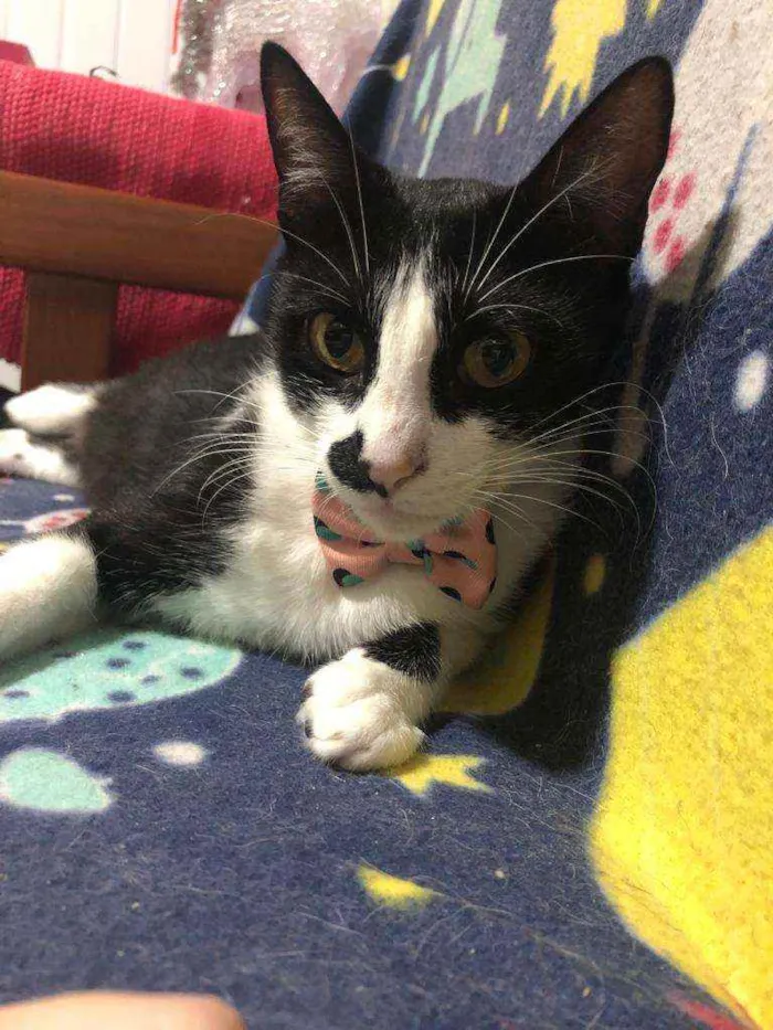 Gato ra a SRD idade 2 anos nome Frida 