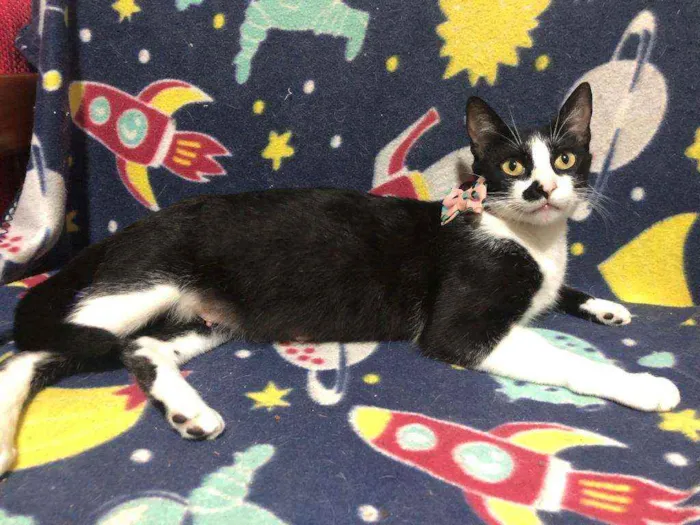 Gato ra a SRD idade 2 anos nome Frida 