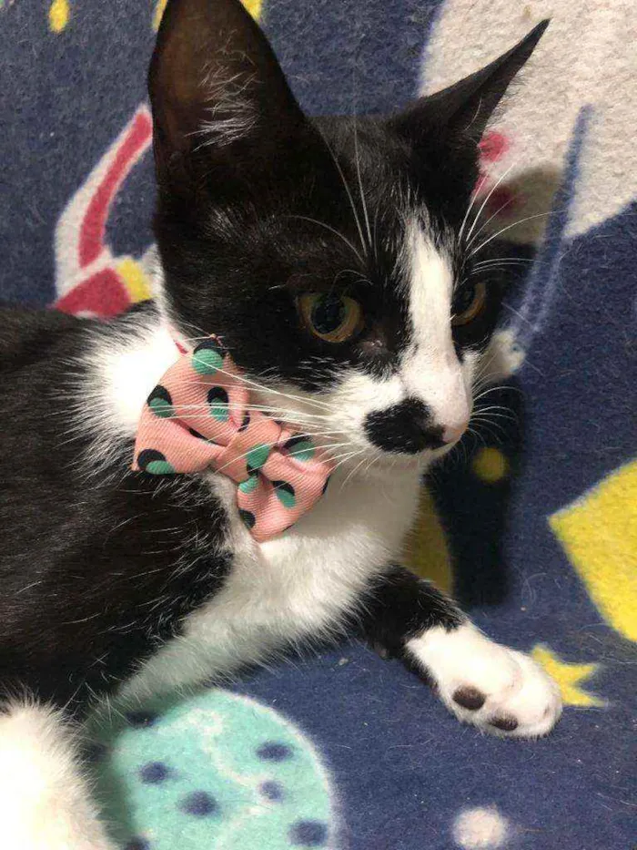 Gato ra a SRD idade 2 anos nome Frida 