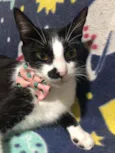 Frida