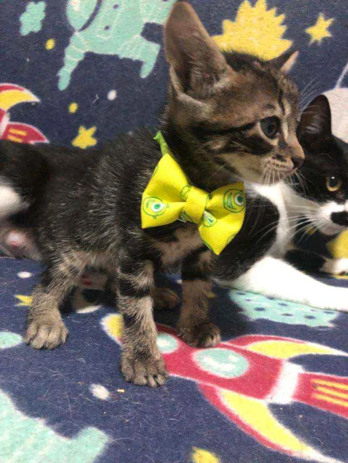 Gato ra a Srd idade Abaixo de 2 meses nome Pedro