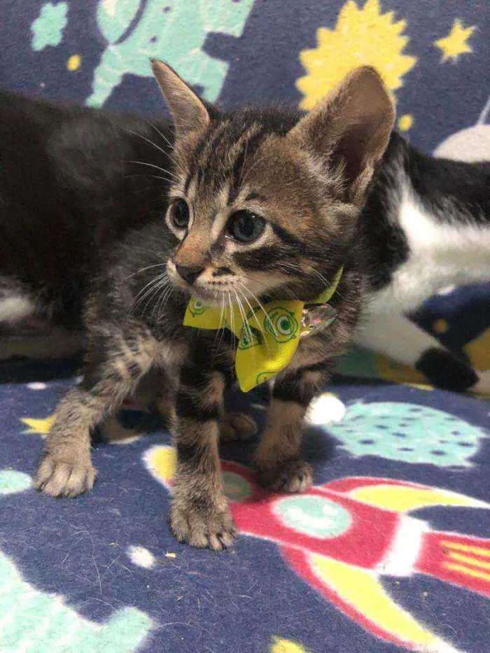 Gato ra a Srd idade Abaixo de 2 meses nome Pedro