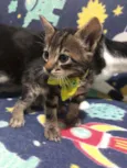 Pedro
