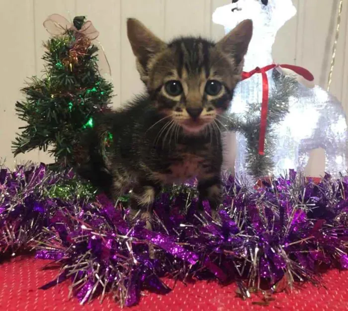 Gato ra a Srd idade Abaixo de 2 meses nome Pedro