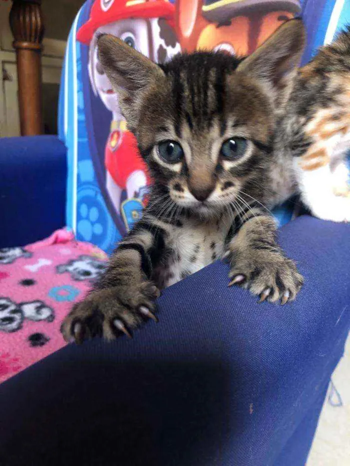 Gato ra a Srd idade Abaixo de 2 meses nome Pedro
