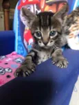 Pedro