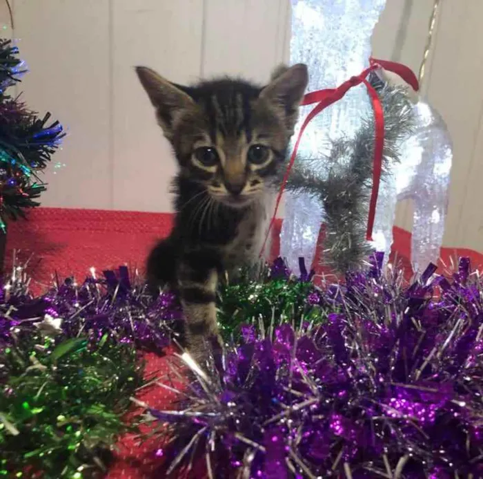Gato ra a Srd idade Abaixo de 2 meses nome Pedro