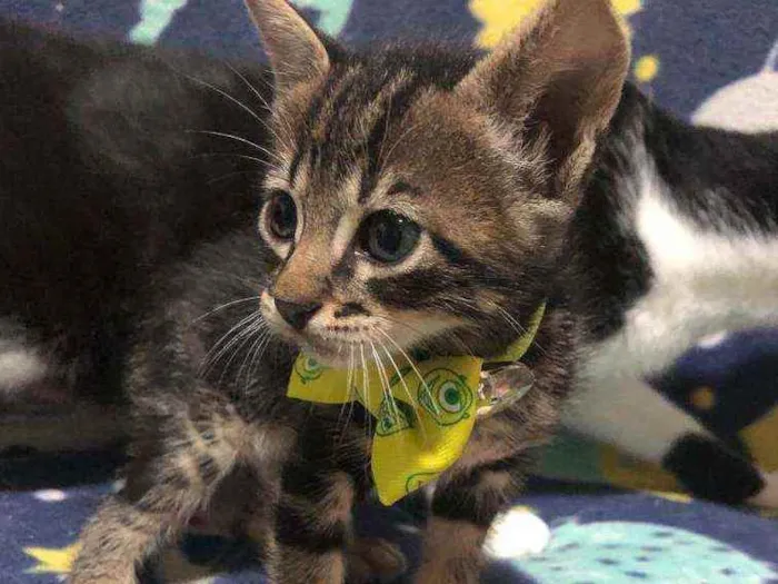 Gato ra a Srd idade Abaixo de 2 meses nome Pedro