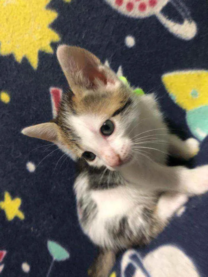 Gato ra a Srd idade Abaixo de 2 meses nome Frederico
