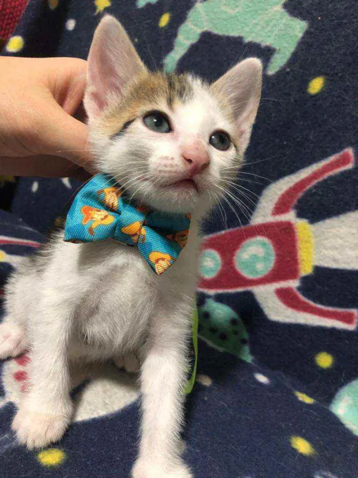 Gato ra a Srd idade Abaixo de 2 meses nome Frederico