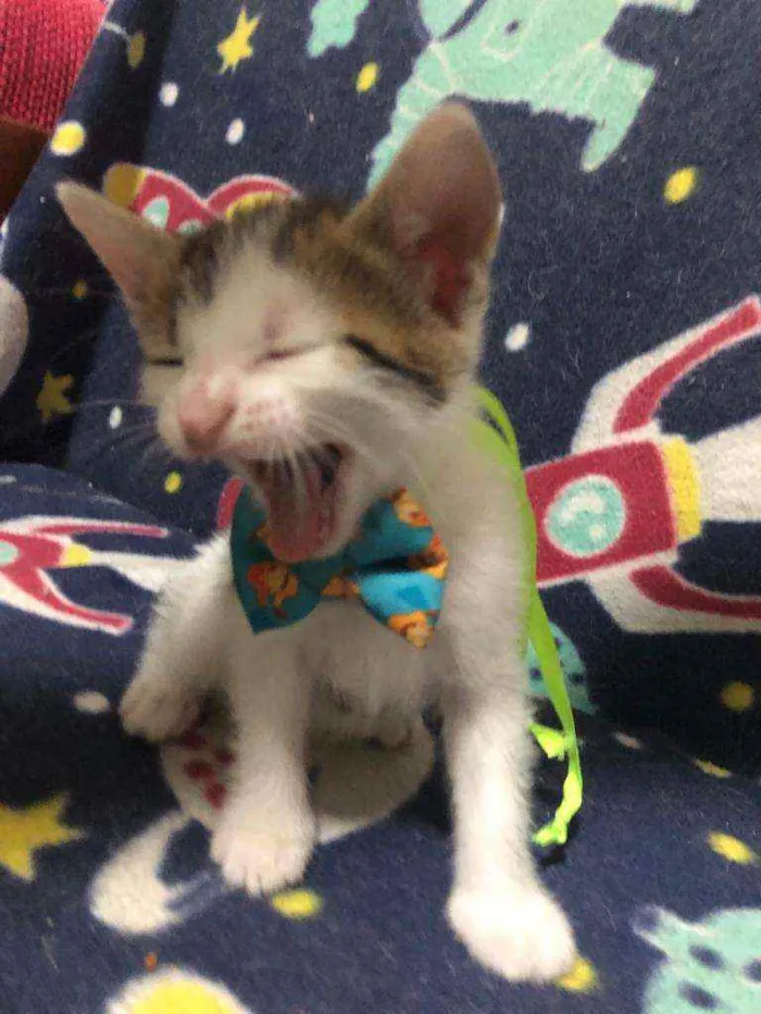 Gato ra a Srd idade Abaixo de 2 meses nome Frederico