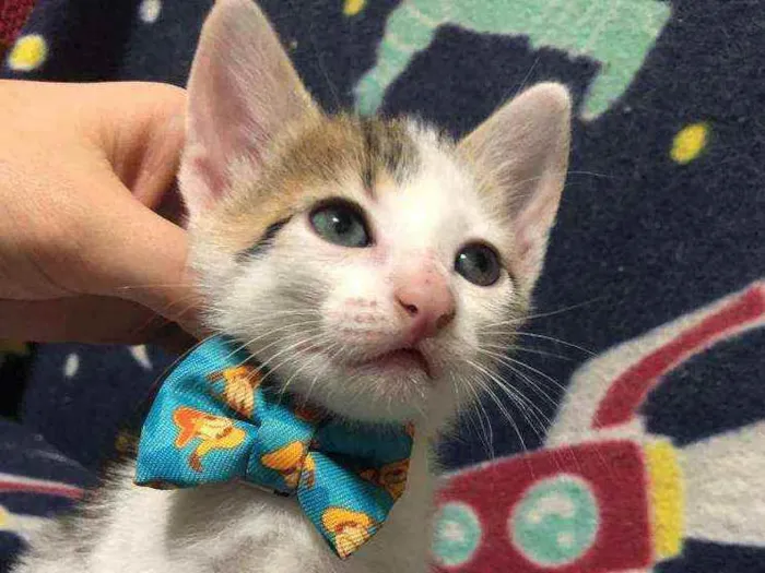 Gato ra a Srd idade Abaixo de 2 meses nome Frederico