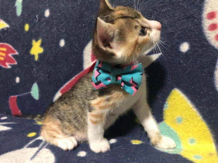 Gato ra a Srd idade Abaixo de 2 meses nome Nica