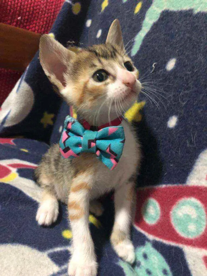 Gato ra a Srd idade Abaixo de 2 meses nome Nica