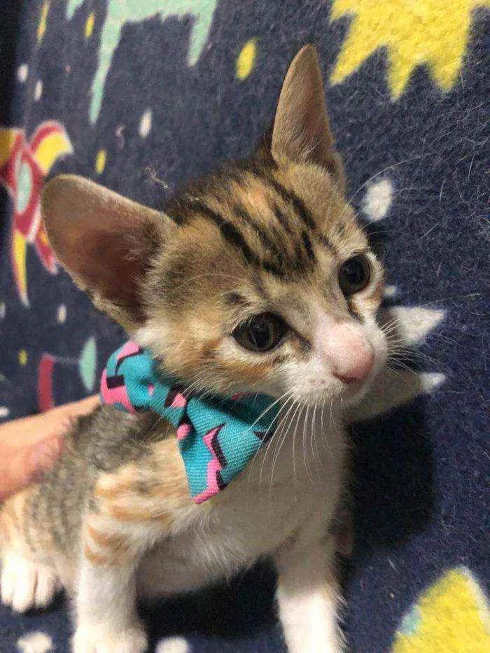 Gato ra a Srd idade Abaixo de 2 meses nome Nica
