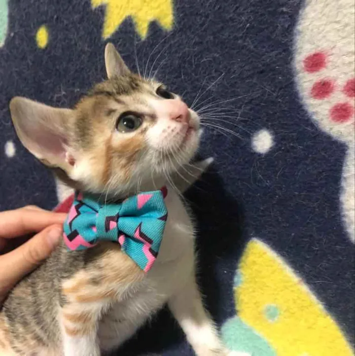 Gato ra a Srd idade Abaixo de 2 meses nome Nica