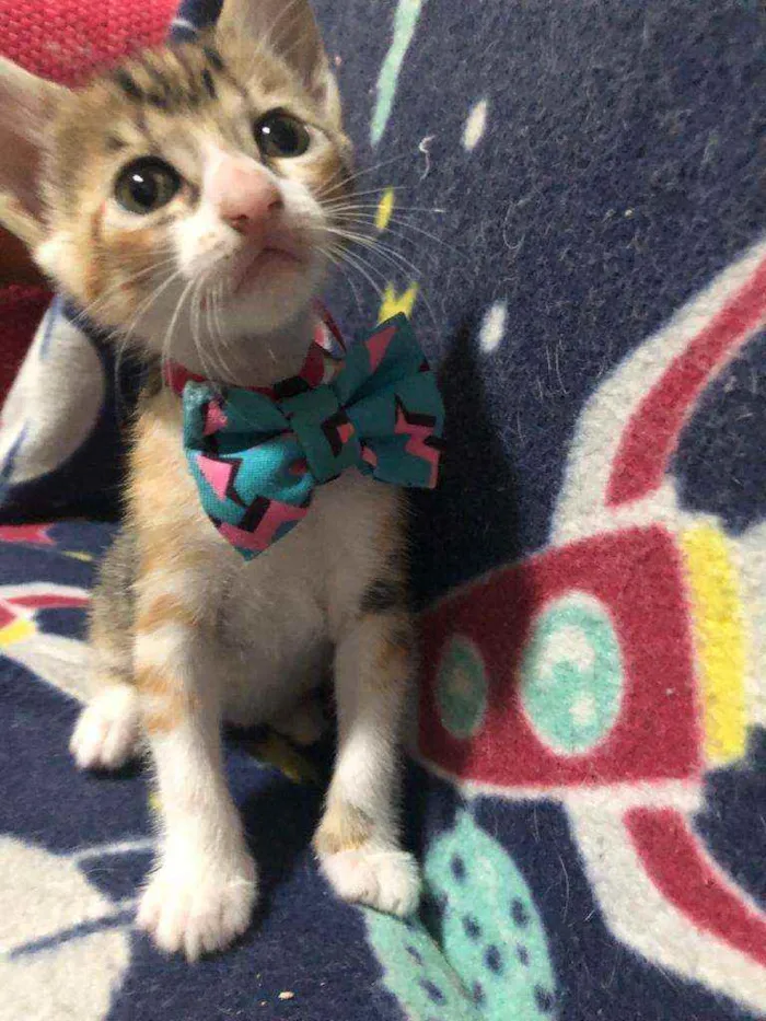 Gato ra a Srd idade Abaixo de 2 meses nome Nica