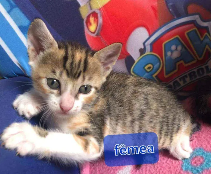 Gato ra a Srd idade Abaixo de 2 meses nome Nica