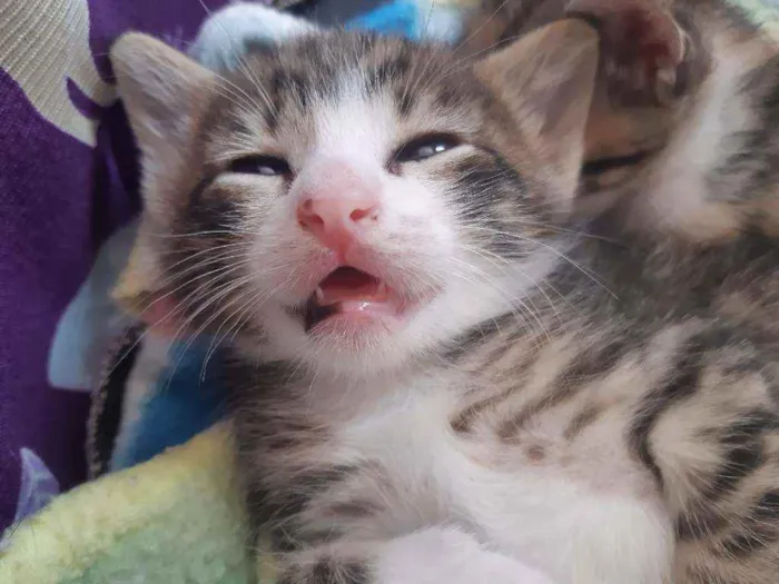 Gato ra a Srd idade Abaixo de 2 meses nome Carlitos