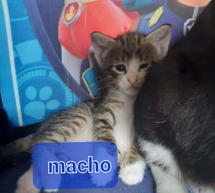 Gato ra a Srd idade Abaixo de 2 meses nome Carlitos