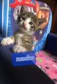 Carlitos
