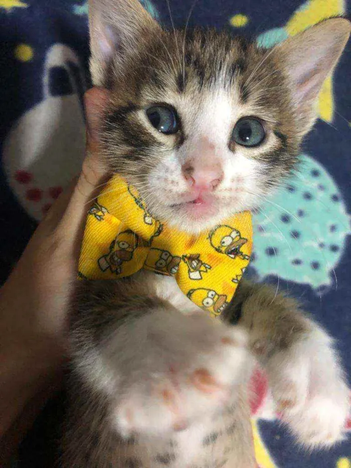 Gato ra a Srd idade Abaixo de 2 meses nome Carlitos