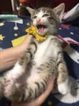 Carlitos