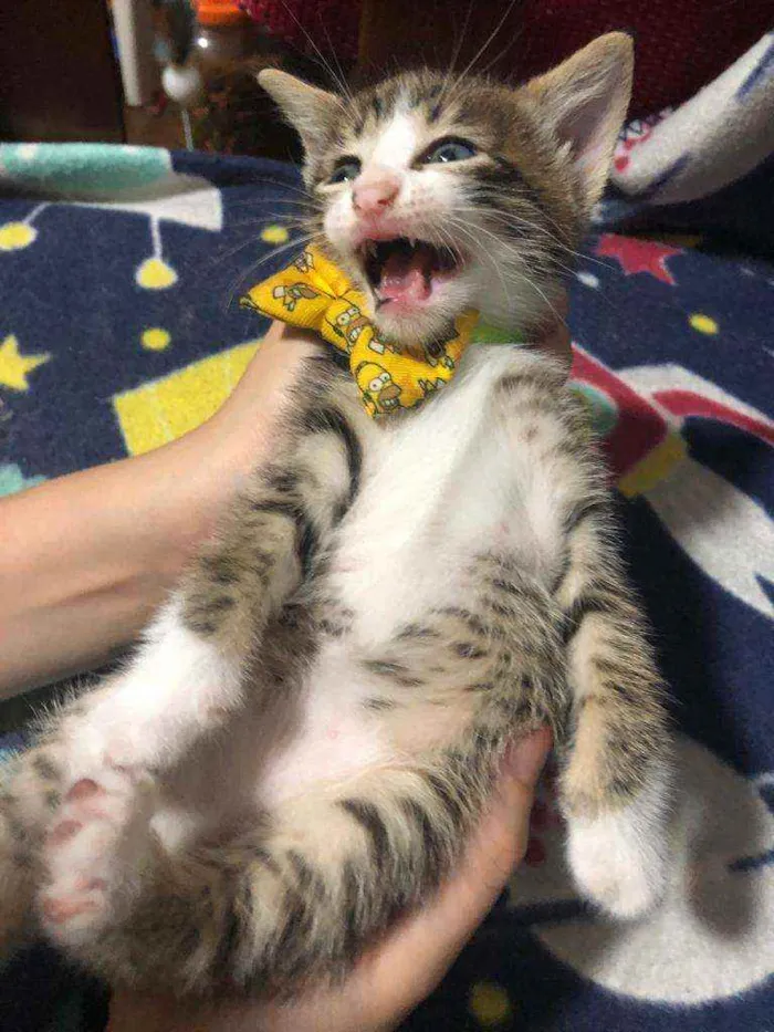 Gato ra a Srd idade Abaixo de 2 meses nome Carlitos