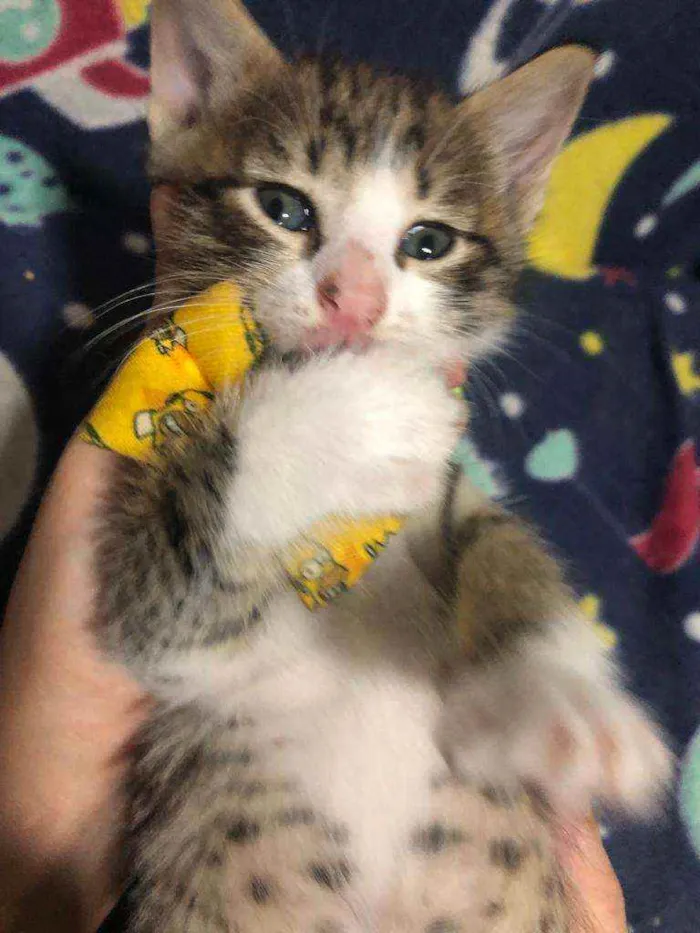 Gato ra a Srd idade Abaixo de 2 meses nome Carlitos