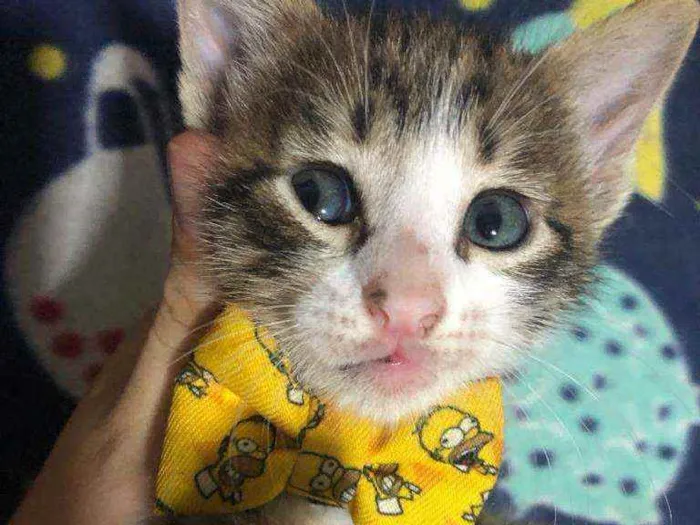 Gato ra a Srd idade Abaixo de 2 meses nome Carlitos