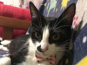 Gato raça SRD idade 2 anos nome Frida 